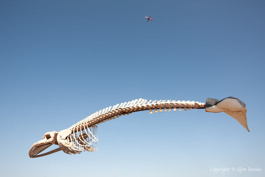 "Now If Whales Could Fly" Fuerteventura