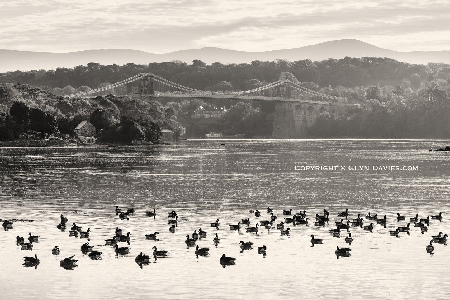 "Gander Along the Strait" Menai Bridge
