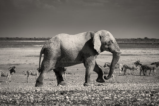 "The Awesome Elephant" Etosha, Namibia, Africa