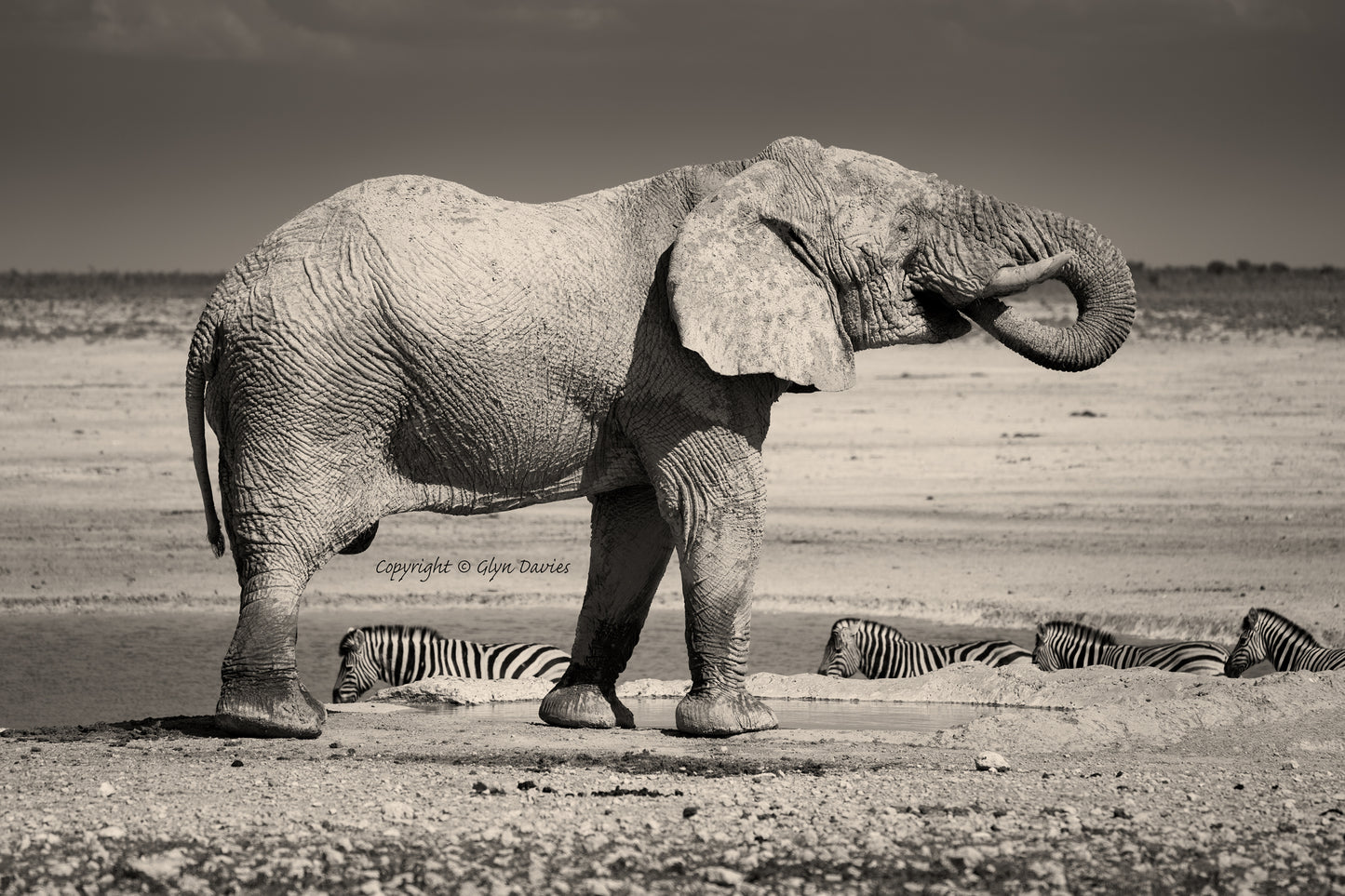 "The Thirsty Statue" Etosha Elephant, Namibia