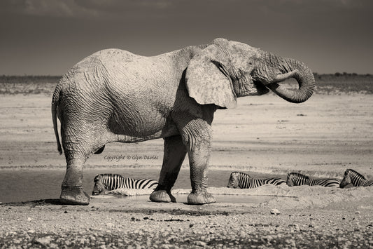 "The Thirsty Statue" Etosha Elephant, Namibia