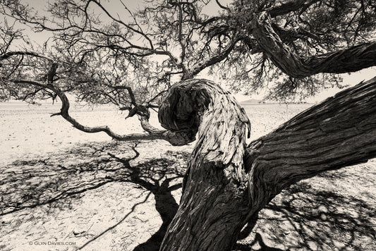 "Shade Sculpture No.4" Namibia