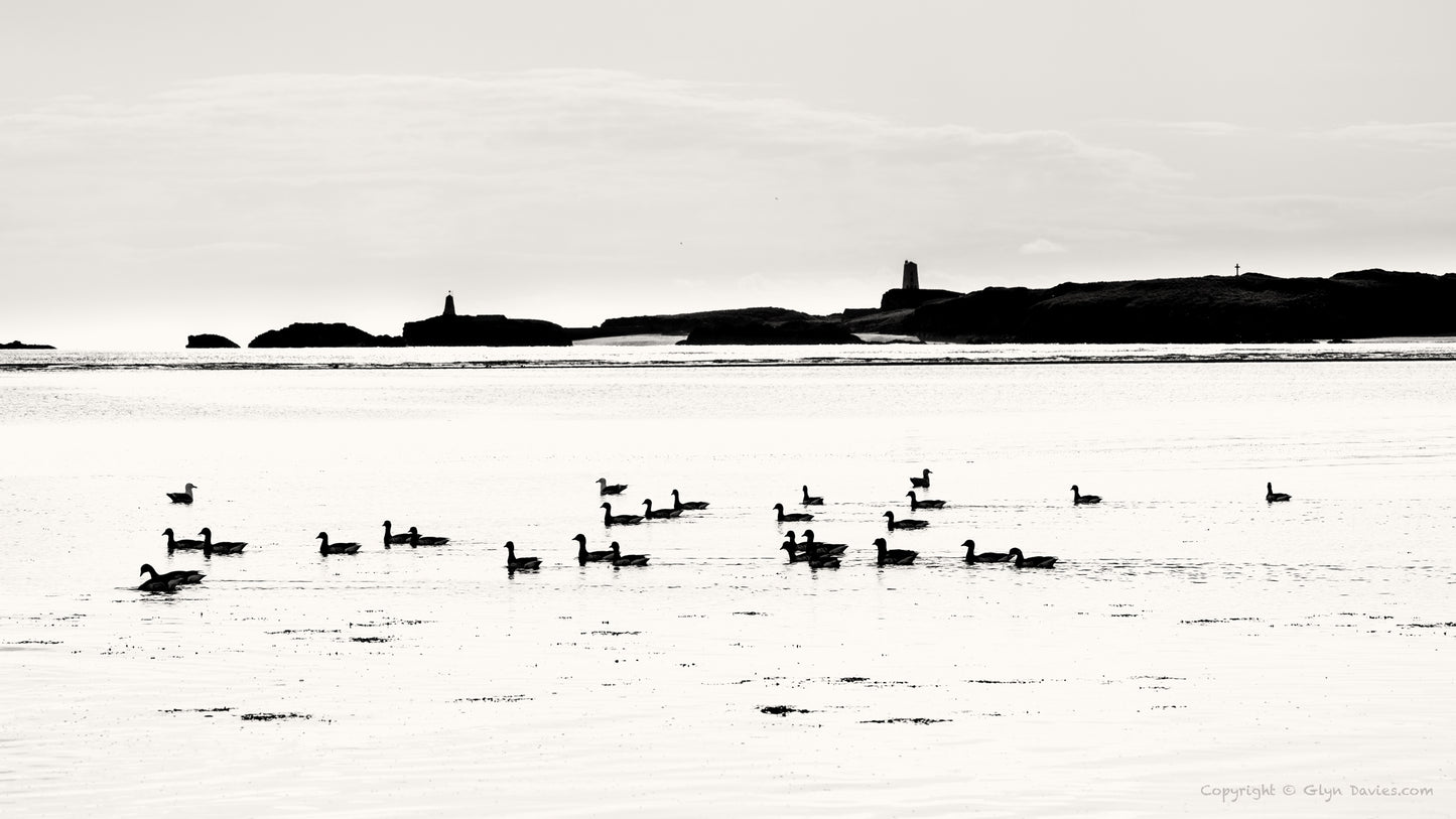 "When the only flocks were Geese" Llanddwyn