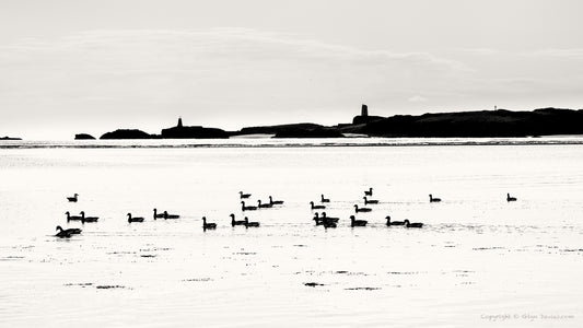 "When the only flocks were Geese" Llanddwyn