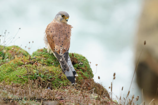 "Kestrel 3"