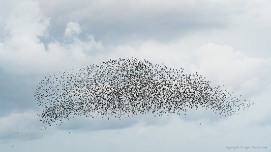"The Beluga Murmuration" Anglesey