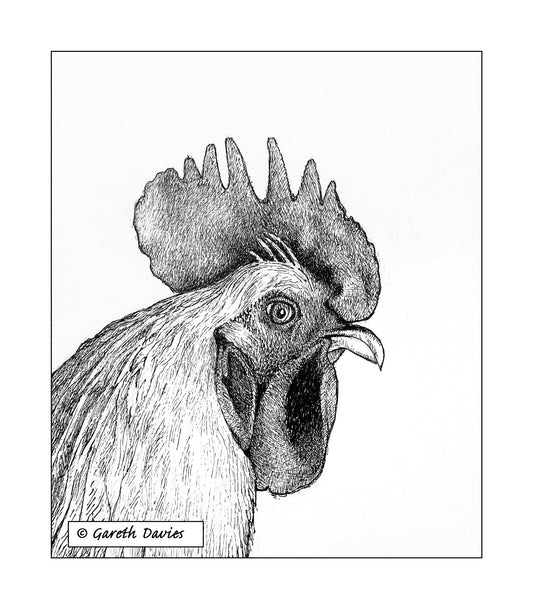 Cockerel ~ Ceiliog (No1)