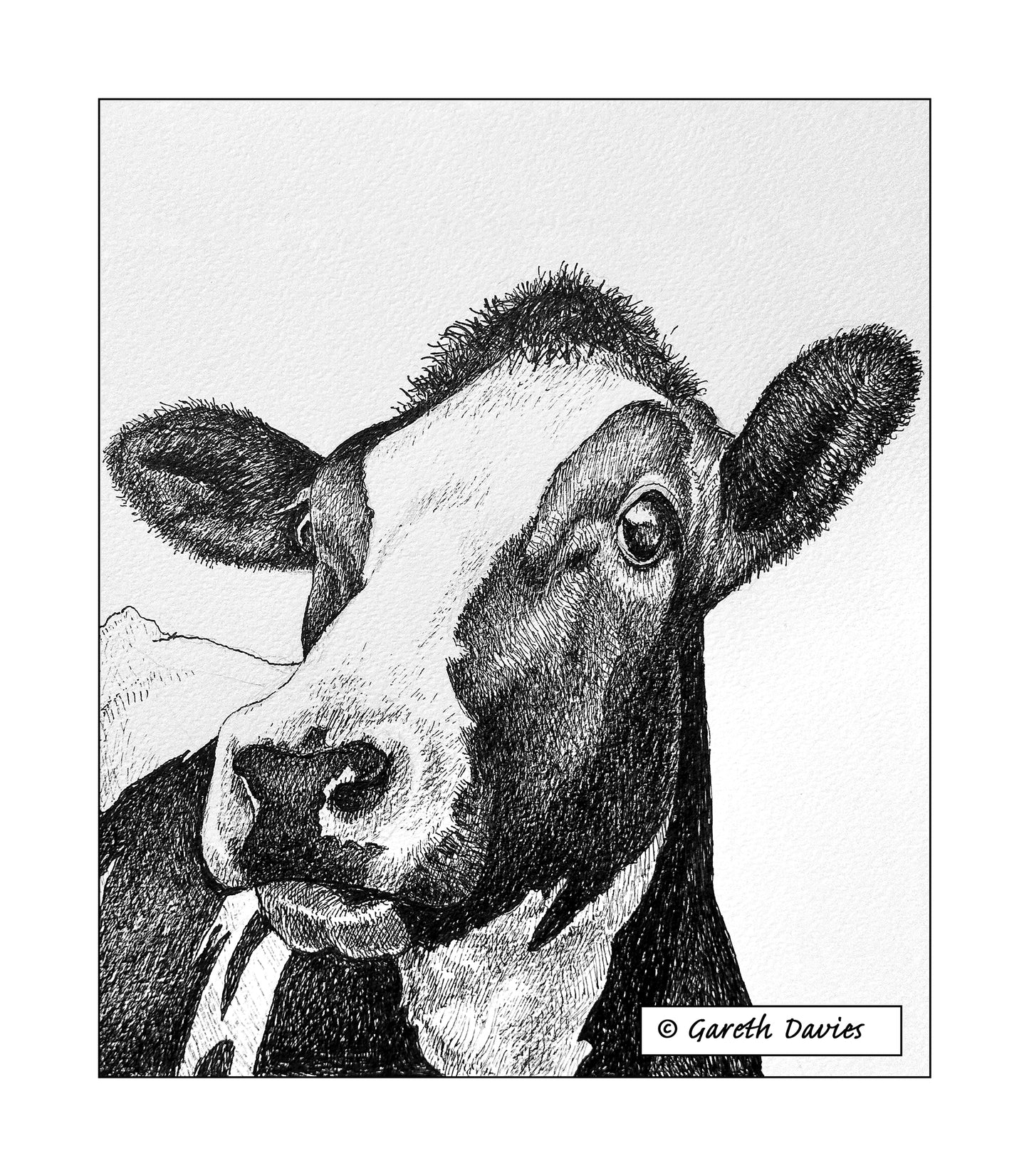 Cow ~ Buwch (No2)