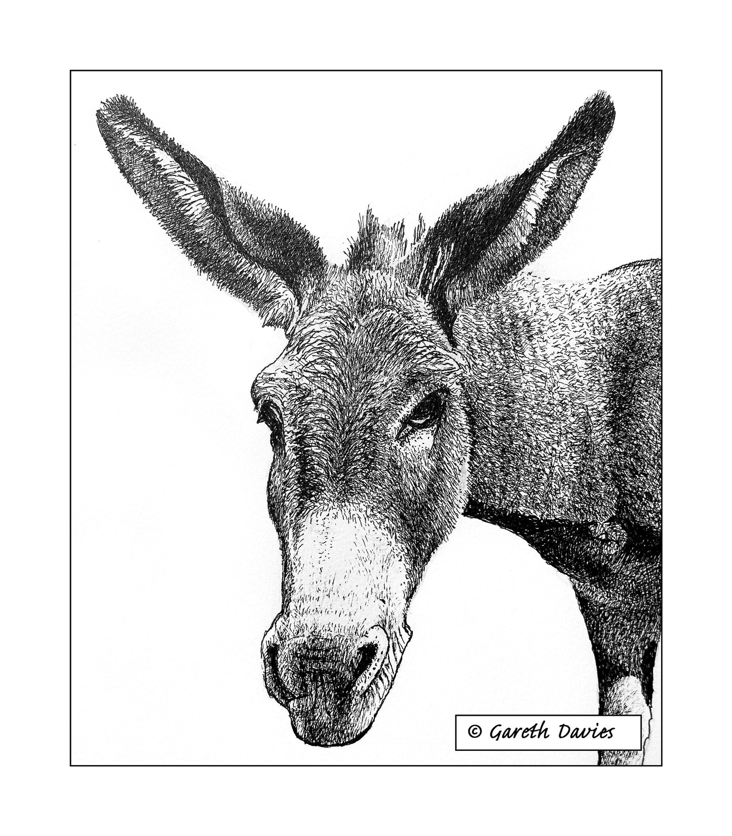 Donkey ~ Mul (No1)