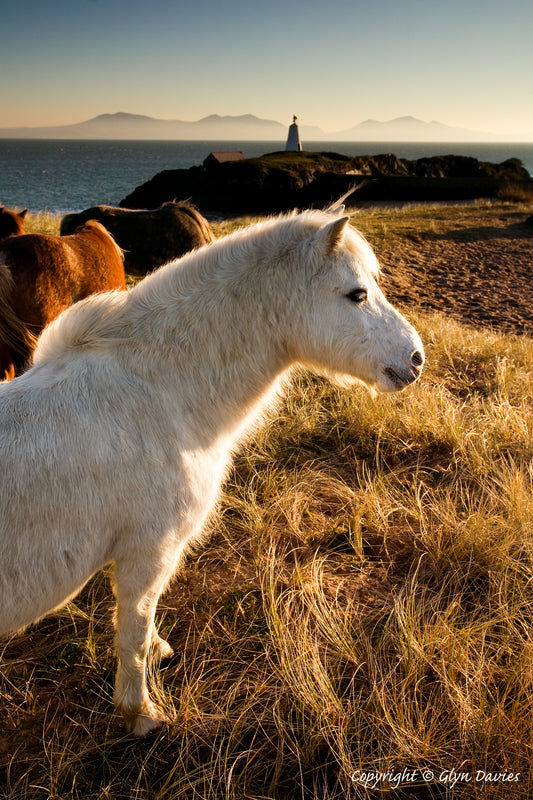 "In Search of the White Light" Llanddwyn