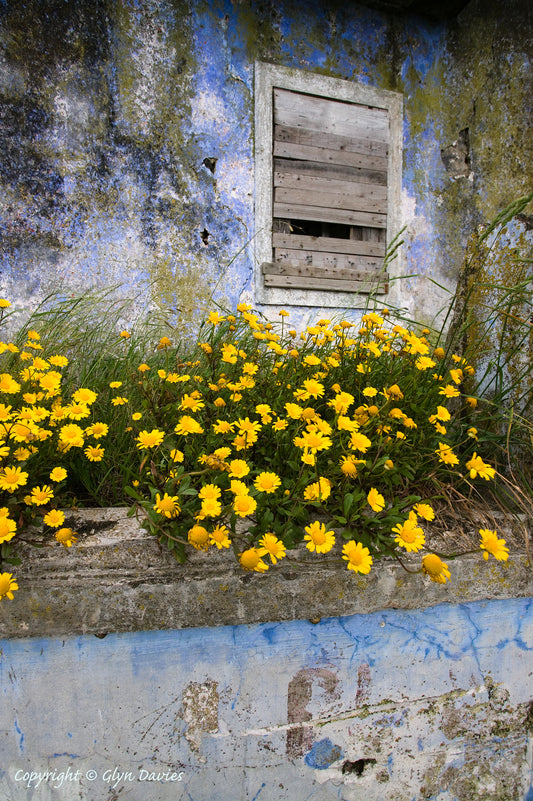 "Signs of Life" Sao Miguel, Azores