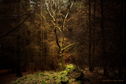 "Not Alone in the Wood" Nant Gwrtheyrn
