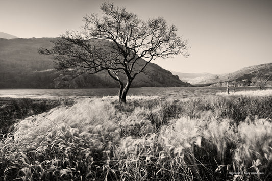 "Alone Together" Nant Gwynant, Eryri