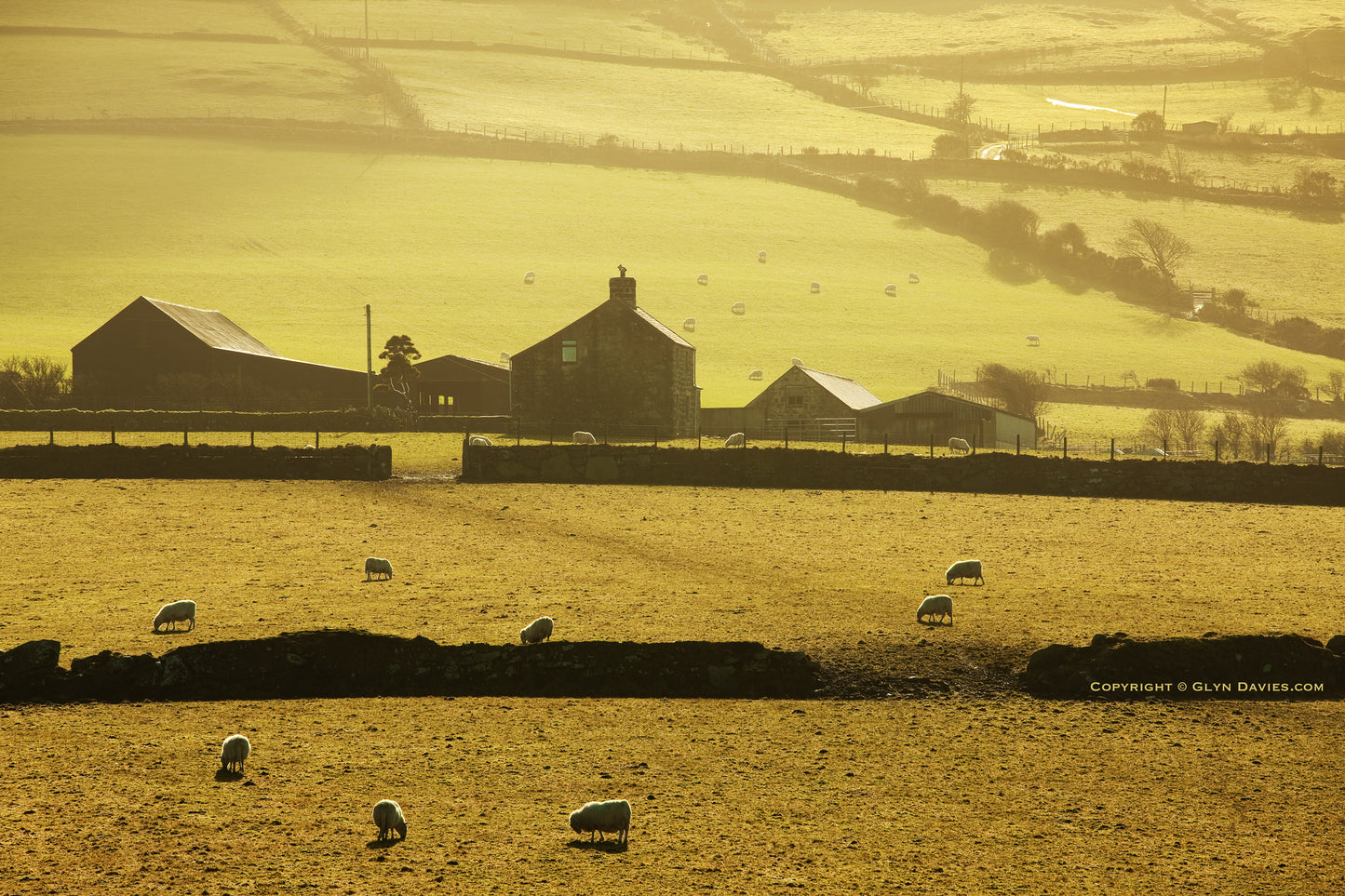 "A Circle of Bright Sheep" Llyn Peninsula