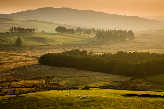 "Sheep in Welsh Tuscany" Garndolbenmaen