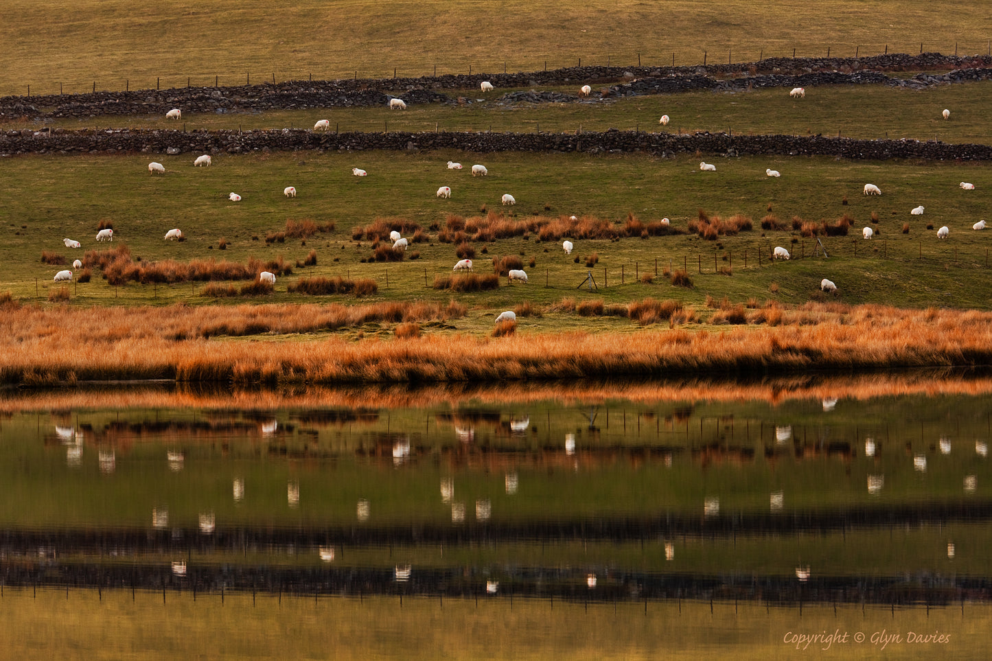 "Drowned in Sheep" Eryri