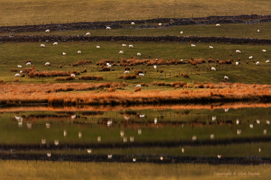 "Drowned in Sheep" Eryri