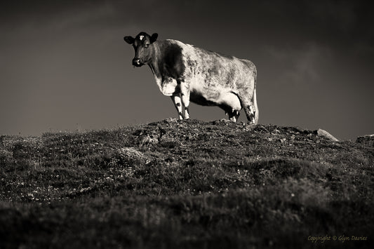 "Threatening Cow" Pendeen, Cornwall