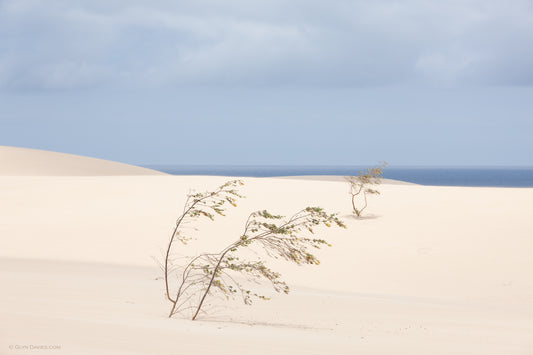 "Desert Seeds" Fuerteventura
