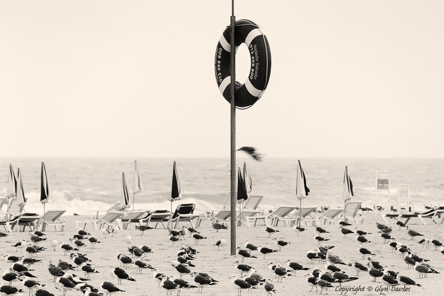 "Birds on an Algarve Beach" Portugal