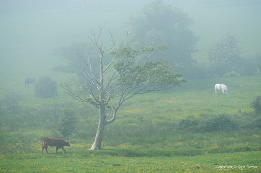 "Cattle In Warm Mist" Beaumaris