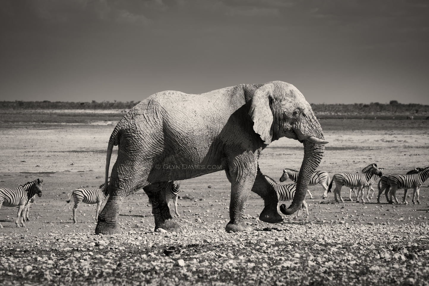 "The Awesome Elephant" Etosha, Namibia, Africa