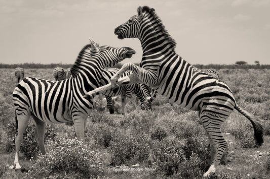 "Don't Cross A Zebra" Etosha, Namibia