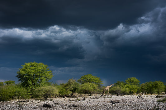 "Blissfully Unaware" Etosha, Namibia