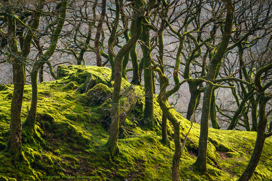 "Curves in a Tangle" Nant Gwynant, Eryri