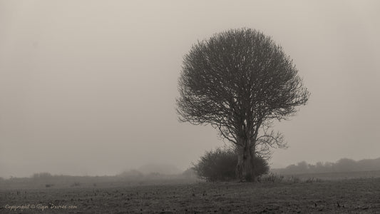 "Deceptive Trees" Niwbwrch