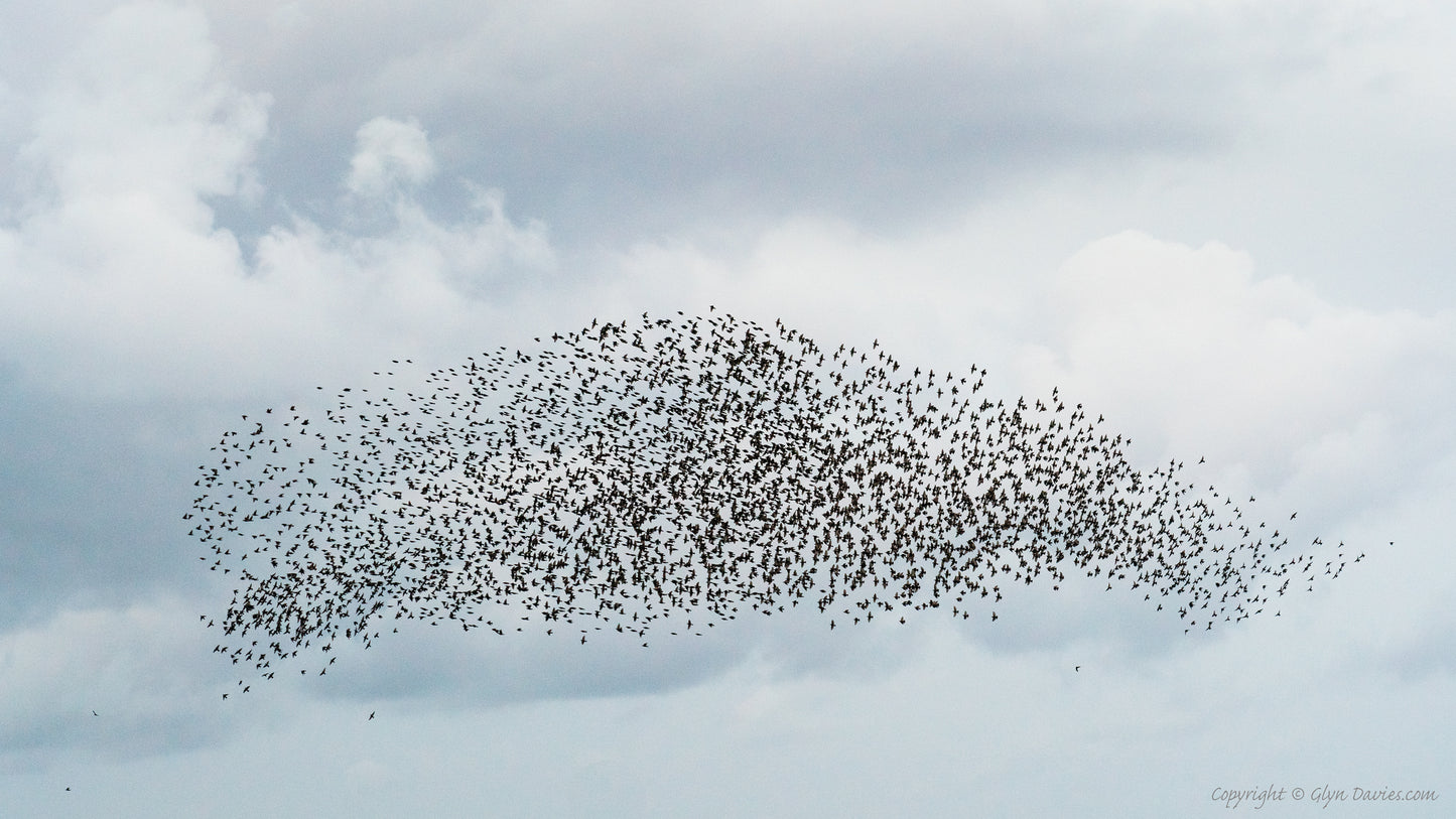 "The Beluga Murmuration" Anglesey