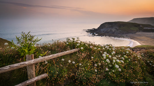 "Evening Life" Gunwalloe Cove