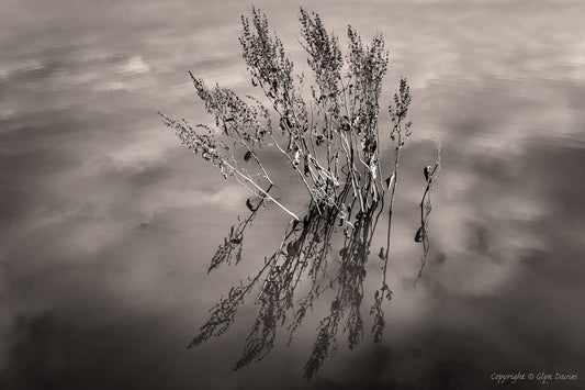 "Memories of a Life Lived" Llyn Maelog