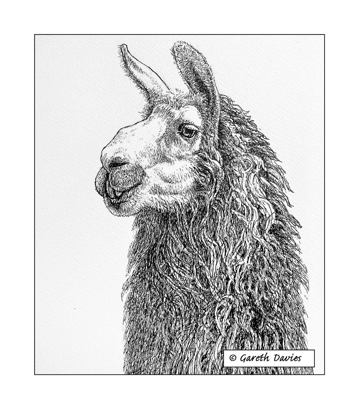 Llama ~ Lama (No1)