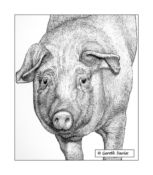 Pig ~ Mochyn (No3)