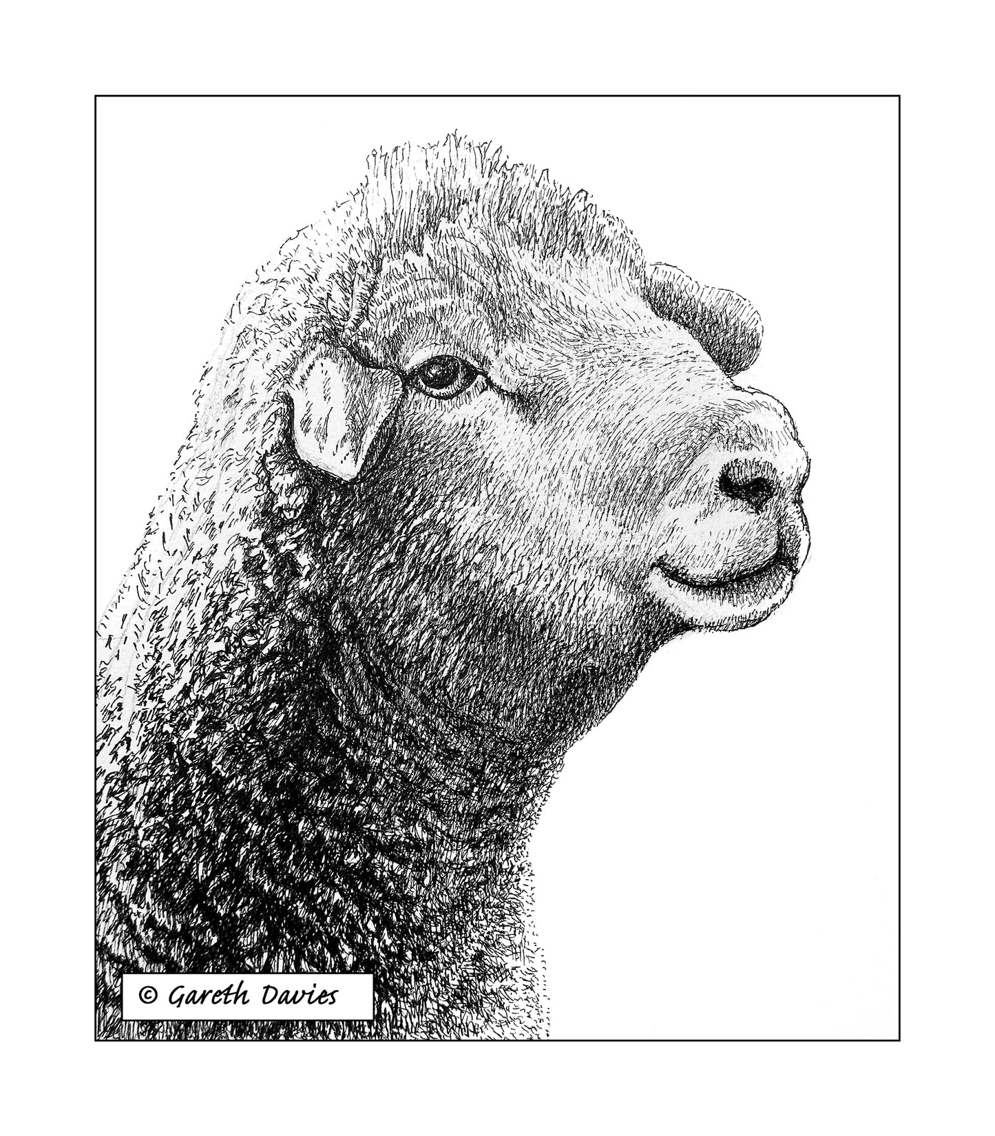 Sheep ~ Dafad (No2)